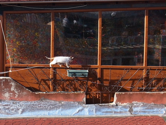 もう1匹の猫(屋根の上)