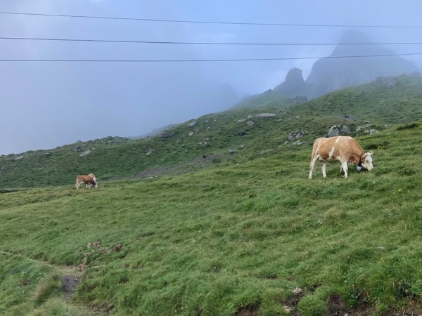 山岳地帯の牛がスイスの美味しい牛乳とチーズを生み出す